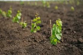 Grape Seedlings